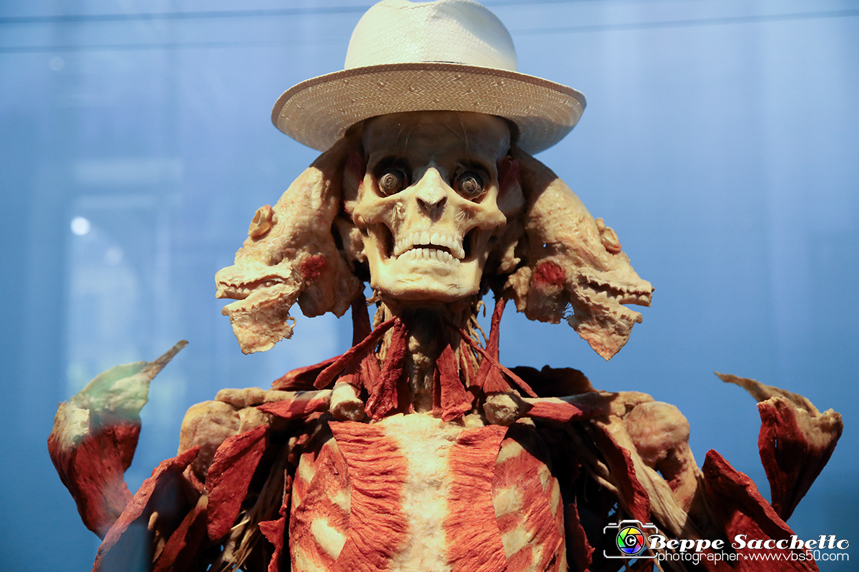 VBS_2903 - Mostra Body Worlds.jpg